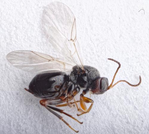 Synergus sp.